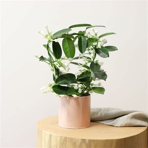 Illustration d'un Stephanotis floribunda en pot avec un support en arceau
