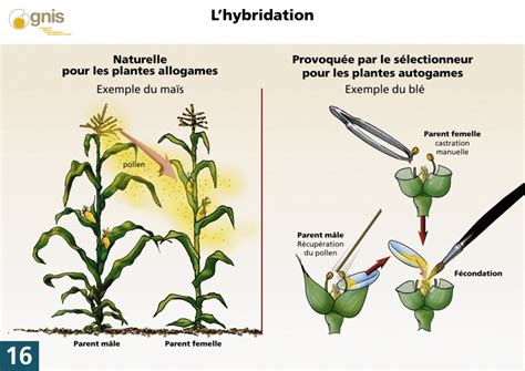 Schéma explicatif de l'hybridation entre un oranger et un mandarinier