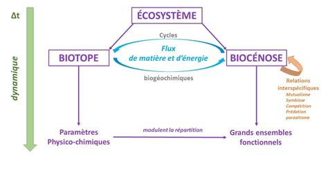 Schéma d'un écosystème de verger permacole avec interactions entre espèces