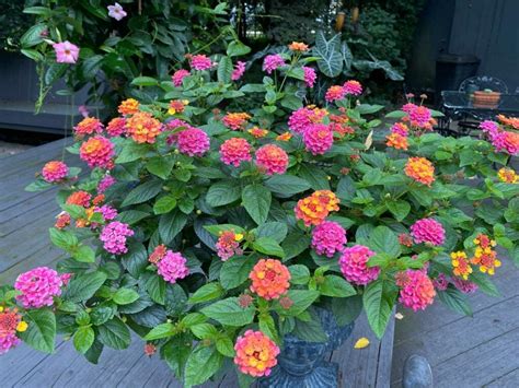 Lantana en pot coloré
