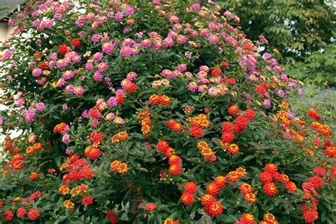 Schéma de taille du lantana