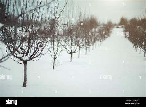 Arbres fruitiers sous la neige
