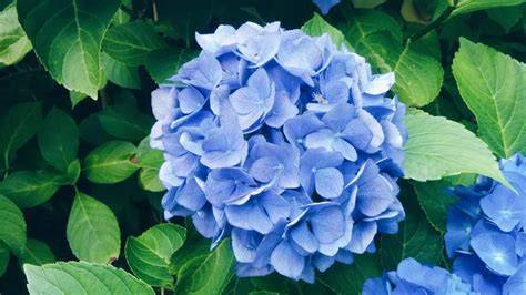 Hortensia en fleurs sous un arbre