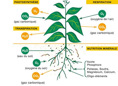 Schéma des éléments nutritifs essentiels pour les plantes : N, P, K