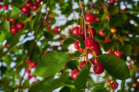 Cerises rouges mûres sur un arbre