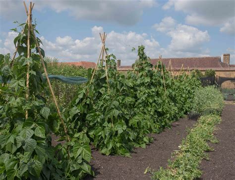 Schéma explicatif de la croissance des haricots à rames sur tipi