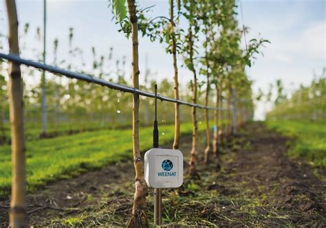 Sonde tensiométrique pour l'arrosage