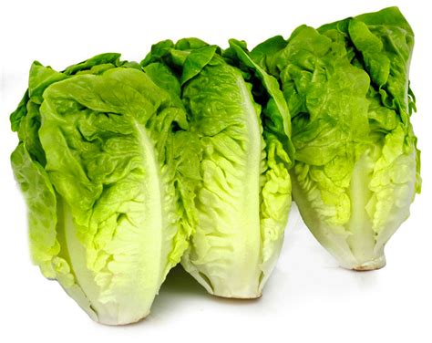 Laitue Sucrine en gros plan