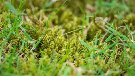 Mousse verte envahissant un gazon