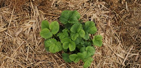 Plante de fraisier avec paillage