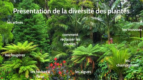 Diversité des plantes