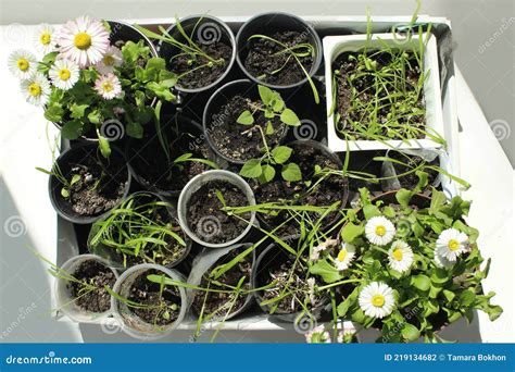 semis de marguerites en pots