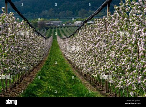 Verger en fleurs au printemps
