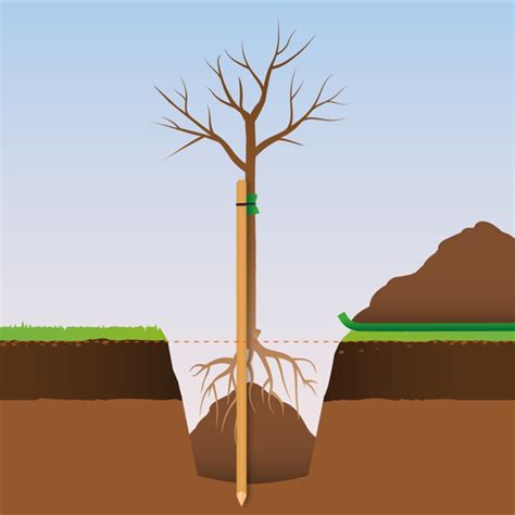 Schéma de plantation d'un arbre à racines nues avec tuteur