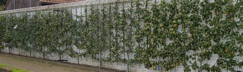 Arbres fruitiers palissés contre un mur