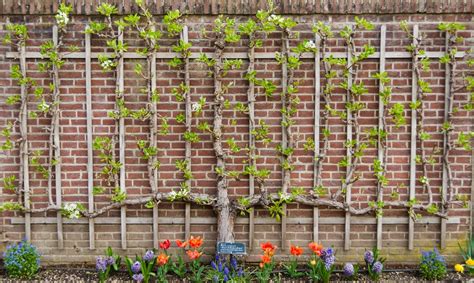 Arbre fruitier palissé le long d'un mur
