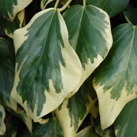Illustration du Lierre de Colchide 'Dentata Variegata' avec ses feuilles panachées