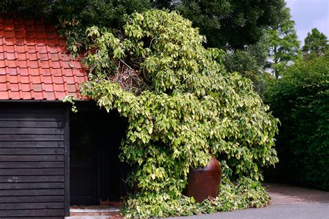Exemple d'utilisation de l'Hedera colchica 'Dentata Variegata' comme couvre-mur décoratif