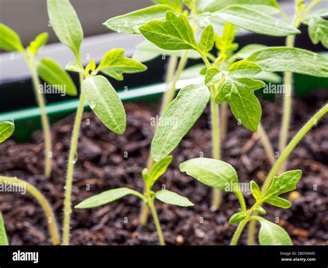 Plantules de melon prêtes à être repiquées