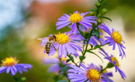 Abeilles pollinisant une fleur de melon