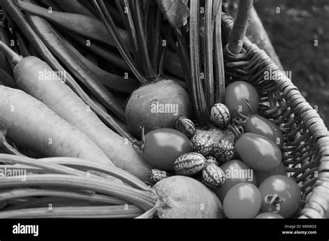 Panier de melons fraîchement récoltés
