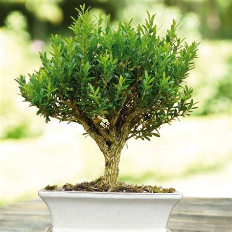 Bonsaï de buis en pot