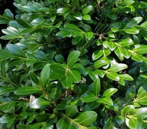 Différentes variétés de feuilles de buis