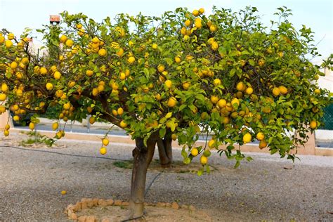 Arbre de citronnier vert en fleurs