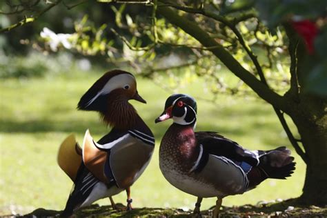Collection de canards d'ornement dans le Jardin d'Horticulture
