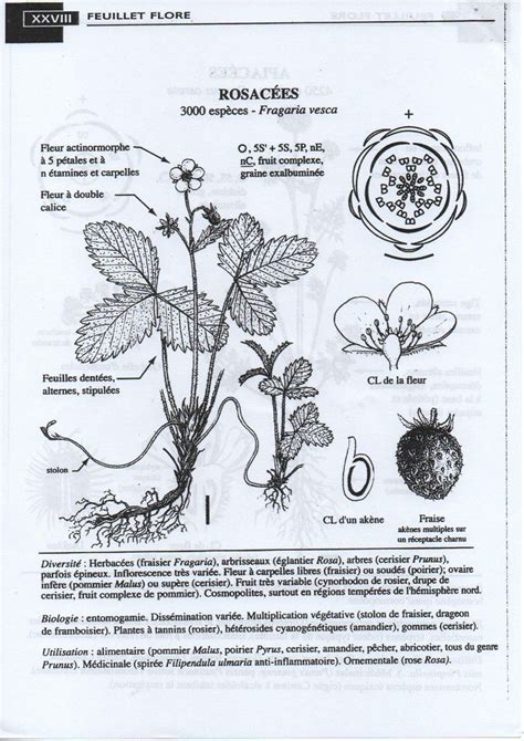 Diversité florale des Rosacées