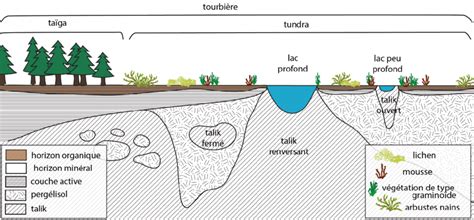 Schéma illustrant la structure d'une tourbière avec la couche de sphaigne vivante en surface et la tourbe en profondeur