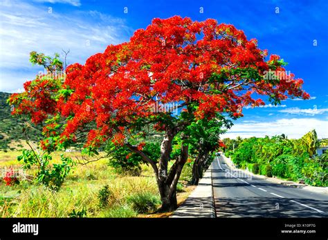Arbre méditerranéen avec des fleurs rouges