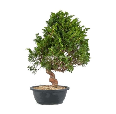 Genévrier de Chine en bonsaï