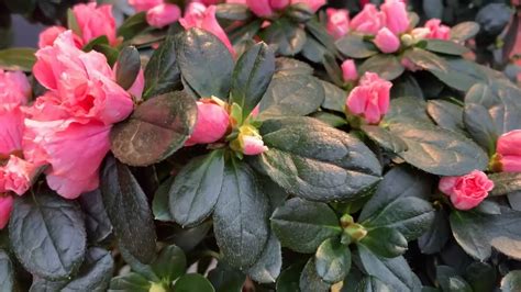 Azalée satsuki en pleine floraison