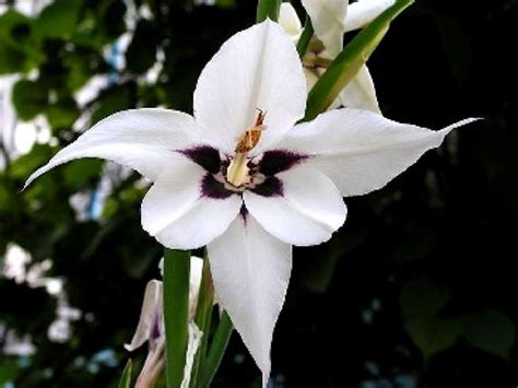 Gros plan sur la fleur blanche à cœur pourpre du glaïeul d'Abyssinie