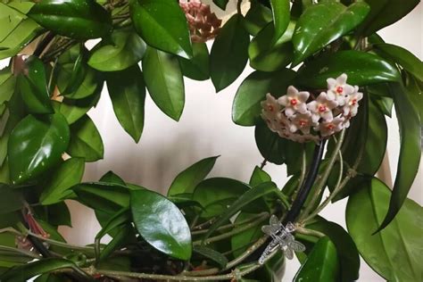 Hoya carnosa en suspension dans un intérieur lumineux