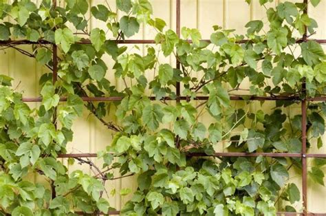 Vigne grimpante luxuriante recouvrant une façade en briques anciennes