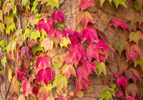 Comparaison visuelle entre les feuilles de la vigne vierge et de la vigne de Coignet en automne