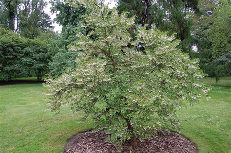 Styrax japonicus en fleurs au printemps