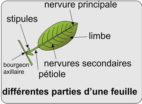 Schéma d'une feuille avec des annotations sur ses différentes parties