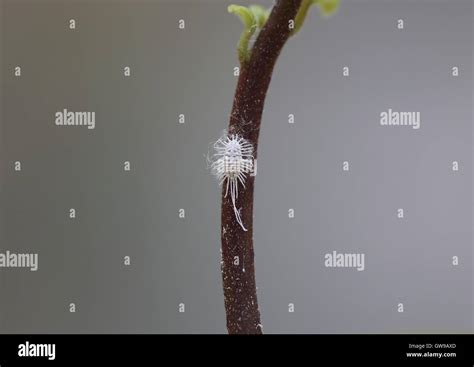 Illustration macroscopique d'une cochenille farineuse sur une tige de plante