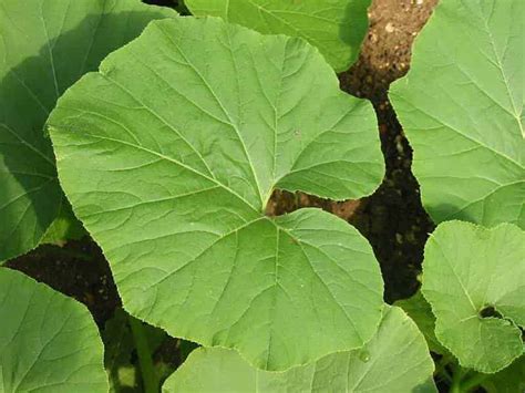 Feuilles de courge atteintes d'oïdium