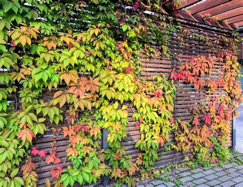 Vigne vierge aux couleurs d'automne sur une façade