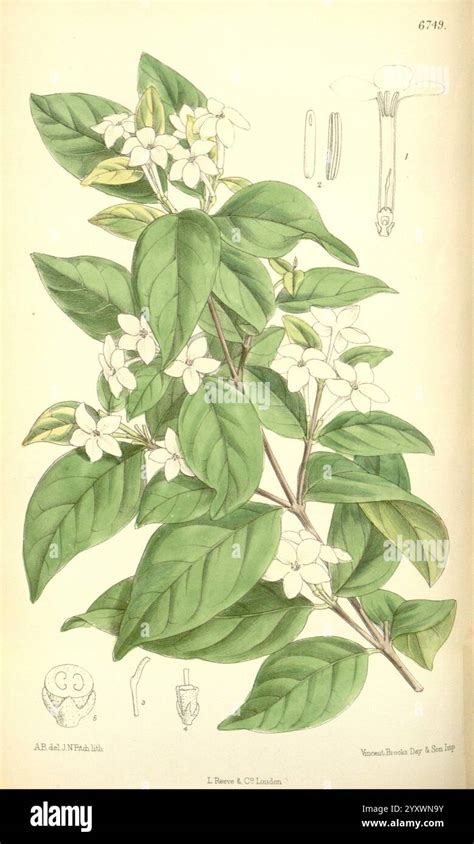Illustration détaillée de la structure florale et des feuilles du Lonicera periclymenum
