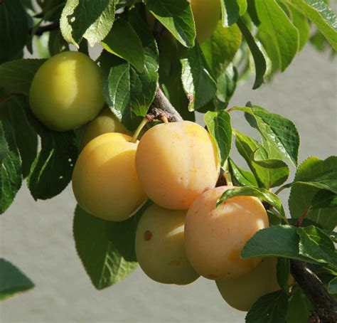 Illustration des différentes variétés de pruniers : prunier commun, Reine-Claude, Mirabelle, et prunier sauvage avec leurs fruits caractéristiques.