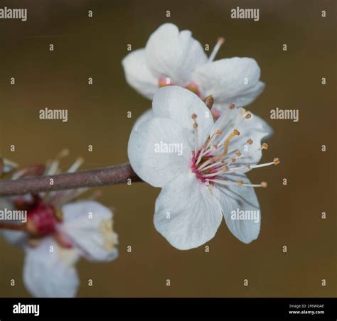Photographie des fleurs blanches et solitaires du prunier sauvage.