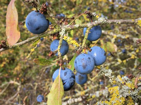 Image d'un prunellier avec ses prunelles bleu-noir et ses épines.