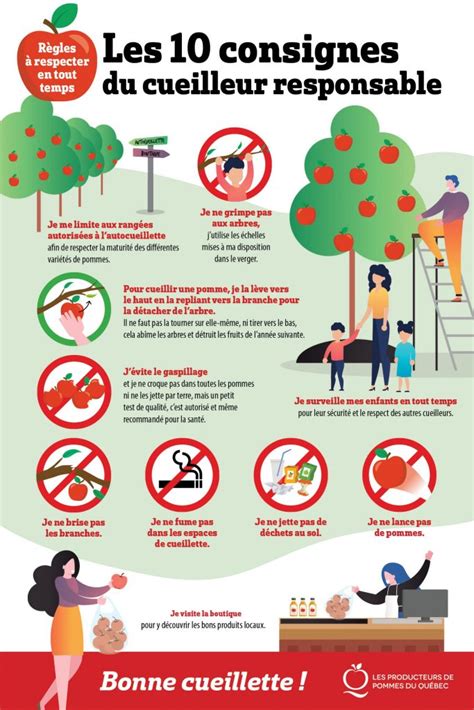 Illustration des pratiques de cueillette responsable : ne pas tout prendre, respecter l'arbre et l'environnement.