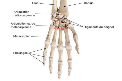 Schéma de l'anatomie de la main et du poignet en position neutre