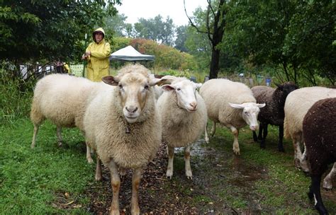 Moutons en écopâturage dans un parc urbain